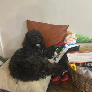 Image of Ranger, Lost Dog