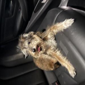 Image of Unknown, Found Dog