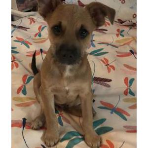 Image of Bear, Lost Dog