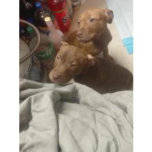Lost Dog Kilo