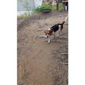 Image of Unknown, Found Dog
