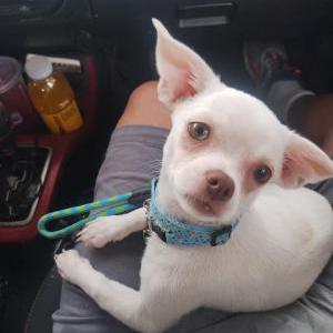 Lost Dog Luna