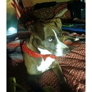 Image of Fancy, Lost Dog