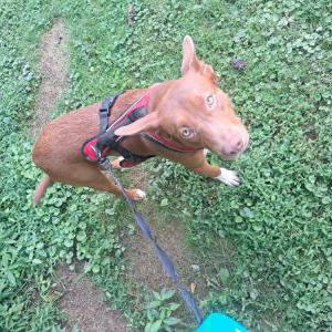 Image of Teddy, Lost Dog