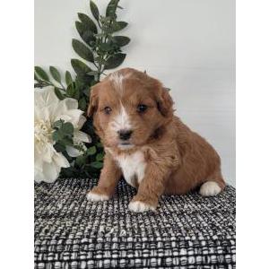 Image of Harper, Lost Dog