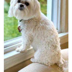Image of Trouble, Lost Dog