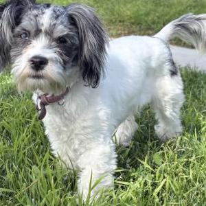 Image of Stormi, Lost Dog