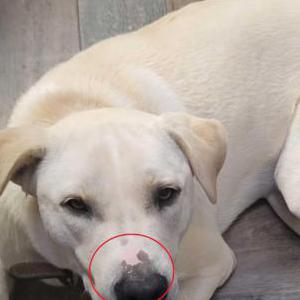 Image of JAYJAY, Lost Dog