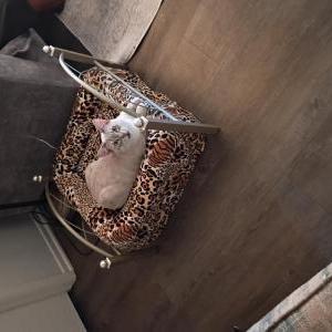 Image of Monkey, Lost Cat
