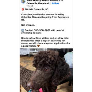 Found Dog Unknown