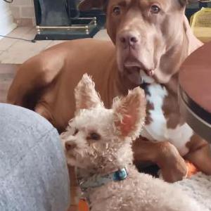 Image of Lucky, Lost Dog