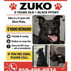 Image of Zuko and Shade, Lost Dog