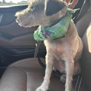 Lost Dog Gus