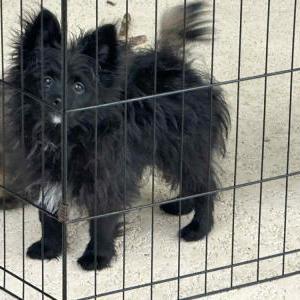Image of Oreo, Lost Dog