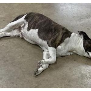 Image of Slim, Lost Dog