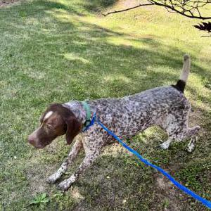 Image of Unknown, Found Dog
