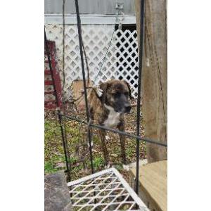 Image of Duma, Lost Dog
