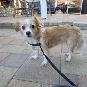 Found Dog Unknown