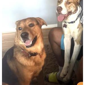 Image of Ace and Rocky, Lost Dog