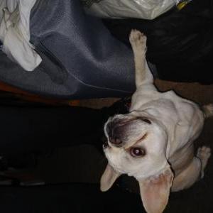 Image of Kilo, Found Dog