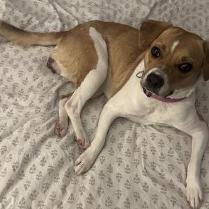 Found Dog unknown