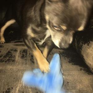 Image of blue, Lost Dog