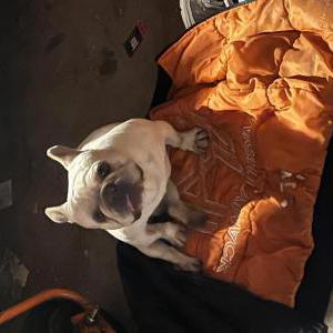 Found Dog Unknown