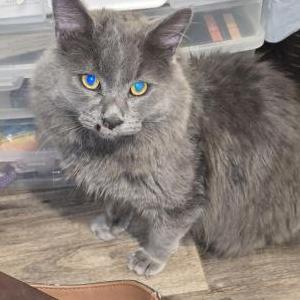 Image of Princess Sissy, Lost Cat
