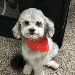 Lost Dog Kuco