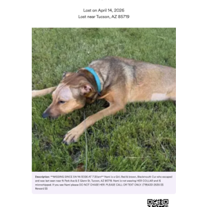 Image of Nami, Lost Dog