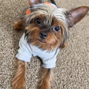 Lost Dog Kash