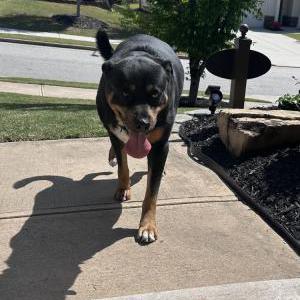 Lost Dog Unknown