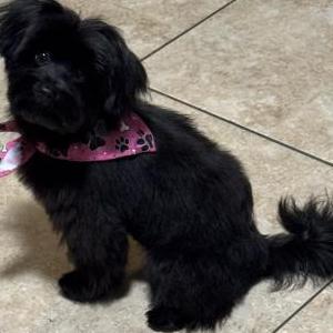 Image of Nova, Lost Dog