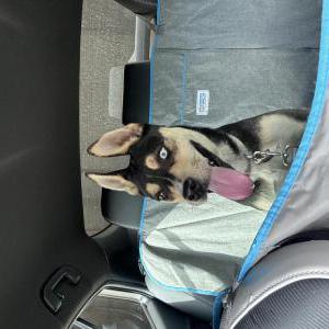 Image of Unknown, Found Dog