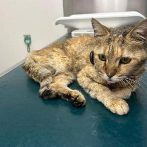 Image of Shusha, Lost Cat