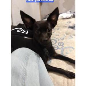 Image of PRINCESS, Lost Dog