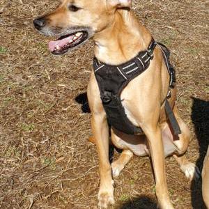 Image of Tyson, Lost Dog