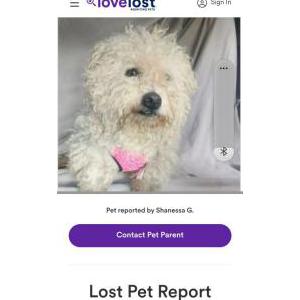 Image of Tehnasche, Lost Dog