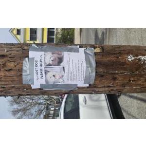 2nd Image of Tehnasche, Lost Dog
