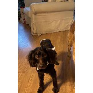 Lost Dog Minnie