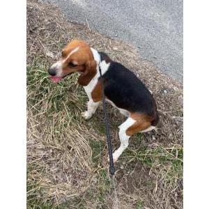 Image of Max, Lost Dog