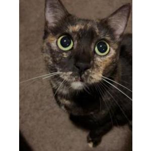 Image of Sierra, Lost Cat
