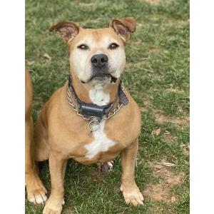 Lost Dog Keira