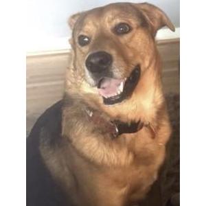 Image of Ace, Lost Dog