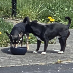 Image of unknown, Found Dog