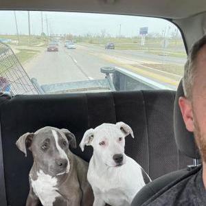 Image of Khaos, Lost Dog