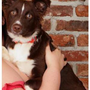 Lost Dog Muffin