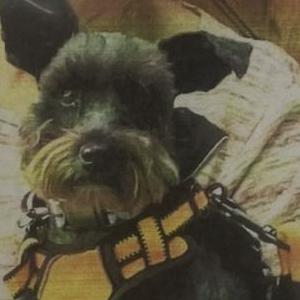 Image of Miss Frankie, Lost Dog