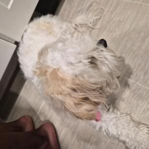 Image of Coco, Lost Dog