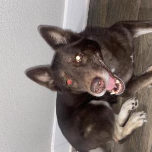 Image of Roxie, Lost Dog